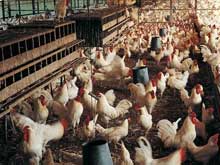 淺談雞病與環(huán)境的關(guān)系！