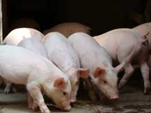 豬厭食一定要重視！