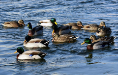 鴨子不停的擺頭，抖震、勾背的病因