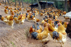 肉雞最頭疼的還是腺肌胃炎，到底該怎么解決？