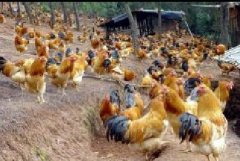 雞咳嗽、呼嚕、甩鼻怎么辦？