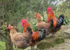 呼吸道看似小病，但是引起后期消瘦，采食下降