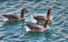 做好冬季鴨子養(yǎng)殖怎么才能多長肉多賣錢？