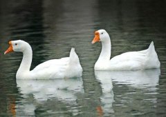 養(yǎng)鵝禁忌有哪些？看看你中了幾條！