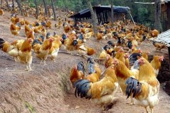 養(yǎng)雞過程中不能做的八件事，養(yǎng)殖戶要記牢！(技