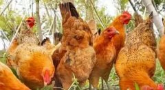 蛋雞產(chǎn)蛋過(guò)程中高峰期維持時(shí)間較短！有個(gè)妙招