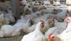 現(xiàn)在這個(gè)季節(jié)肉雞無(wú)法掙到錢？腺肌胃炎越來(lái)越