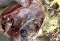 黃病毒在南方各個(gè)地區(qū)多發(fā)，這里帶你了解黃病