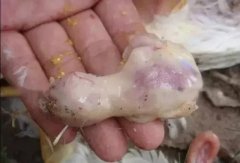 肉雞最頭疼的還是腺肌胃炎，到底該怎么解決？