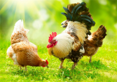 近期接到很多養(yǎng)殖朋友的留言，基本都是呼吸道