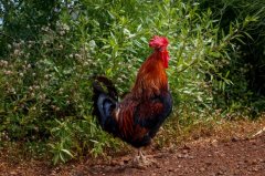 家禽傳染病的四大預(yù)防措施呼吸道是關(guān)鍵?。? /></a>
                                                        </div>
                                                    </div>
                                                    <div   id=