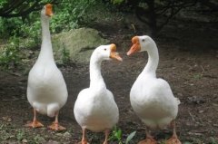 鵝漿膜炎爆發(fā)傷亡非常快！病毒性，細菌性。