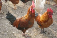 滑液囊支原體病程長，籠養(yǎng)雞不易被發(fā)現(xiàn)，經(jīng)常