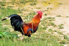 肉雞養(yǎng)殖成本要如何控制？