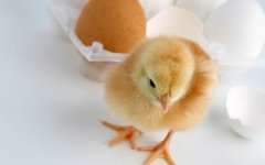 雞為什么會(huì)吐水？