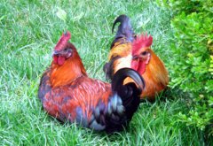 聽說(shuō)現(xiàn)在球蟲發(fā)病率極高！傷亡也會(huì)出現(xiàn)！