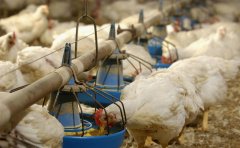 肉雞每天吃料都不跟天，一直找不到原因！知道