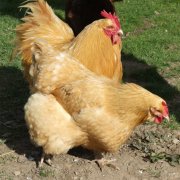 養(yǎng)雞過(guò)程中不能做的八件事，養(yǎng)殖戶要記牢！(技