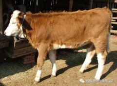 肥牛養(yǎng)殖過程中存在的問題，應該如何進行解決