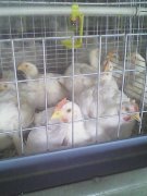 肉雞腺肌胃炎高發(fā)，養(yǎng)雞人認(rèn)真看完這篇文章，