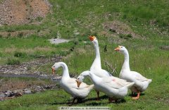 這個(gè)階段鵝最怕呼吸道，如果稍不注意，損失就