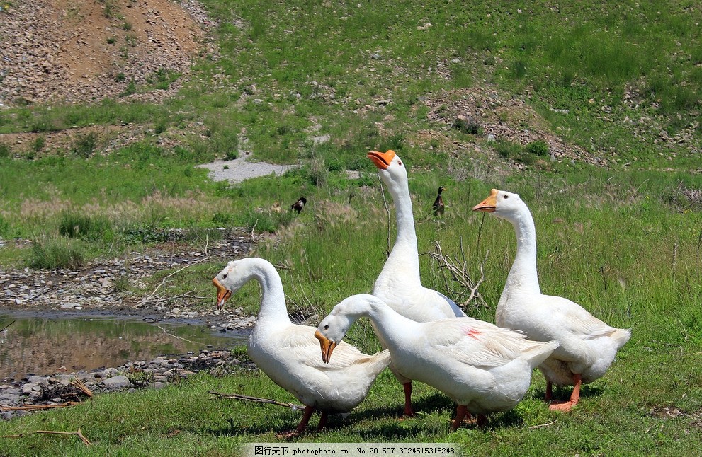 雛鵝為什么會互相啄毛？怎么解決？