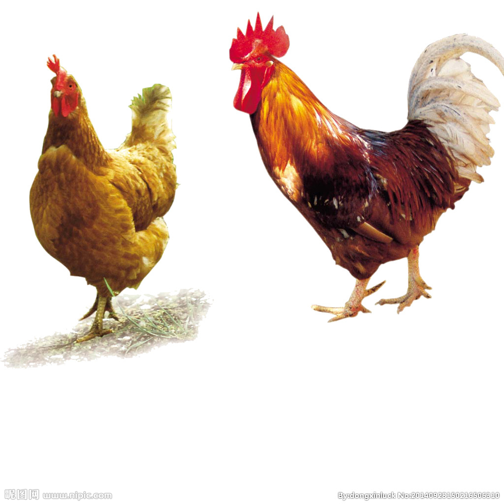  提高肉鴨養(yǎng)殖效益！這八個(gè)飼養(yǎng)管理要注意了?。夹g(shù)） 